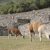 Alpacas - Machupicchu
Foto: Joan Palacios Ballesteros
